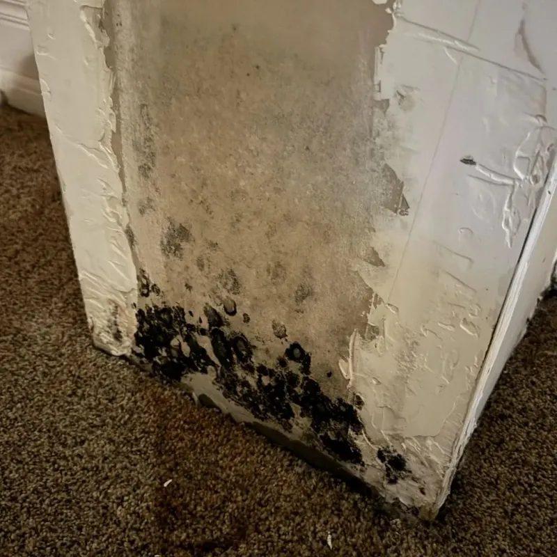 Professional Mold Removal in Hampton, IA